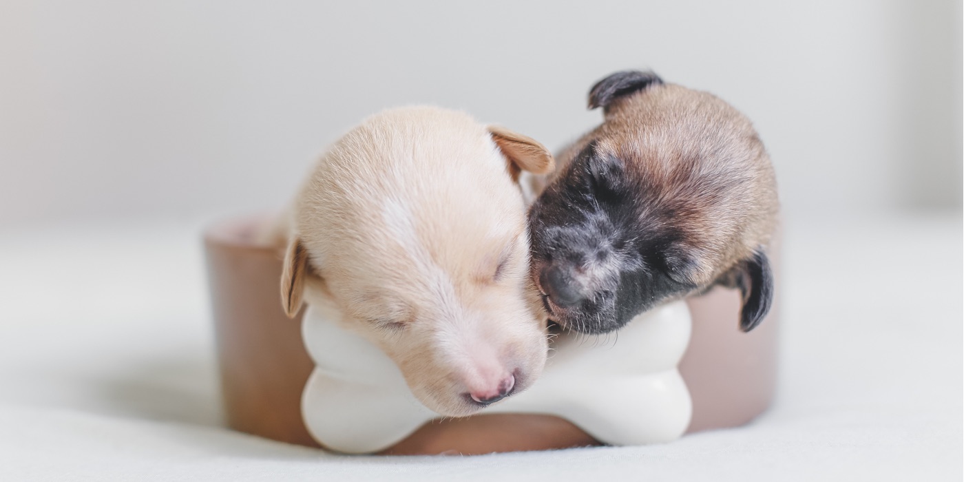 Caso de éxito: productos para mascotas